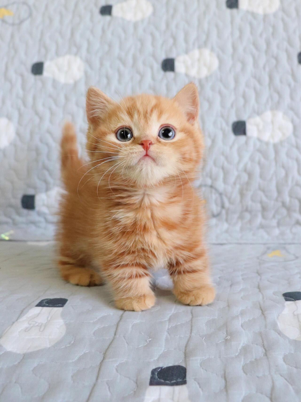 橘猫