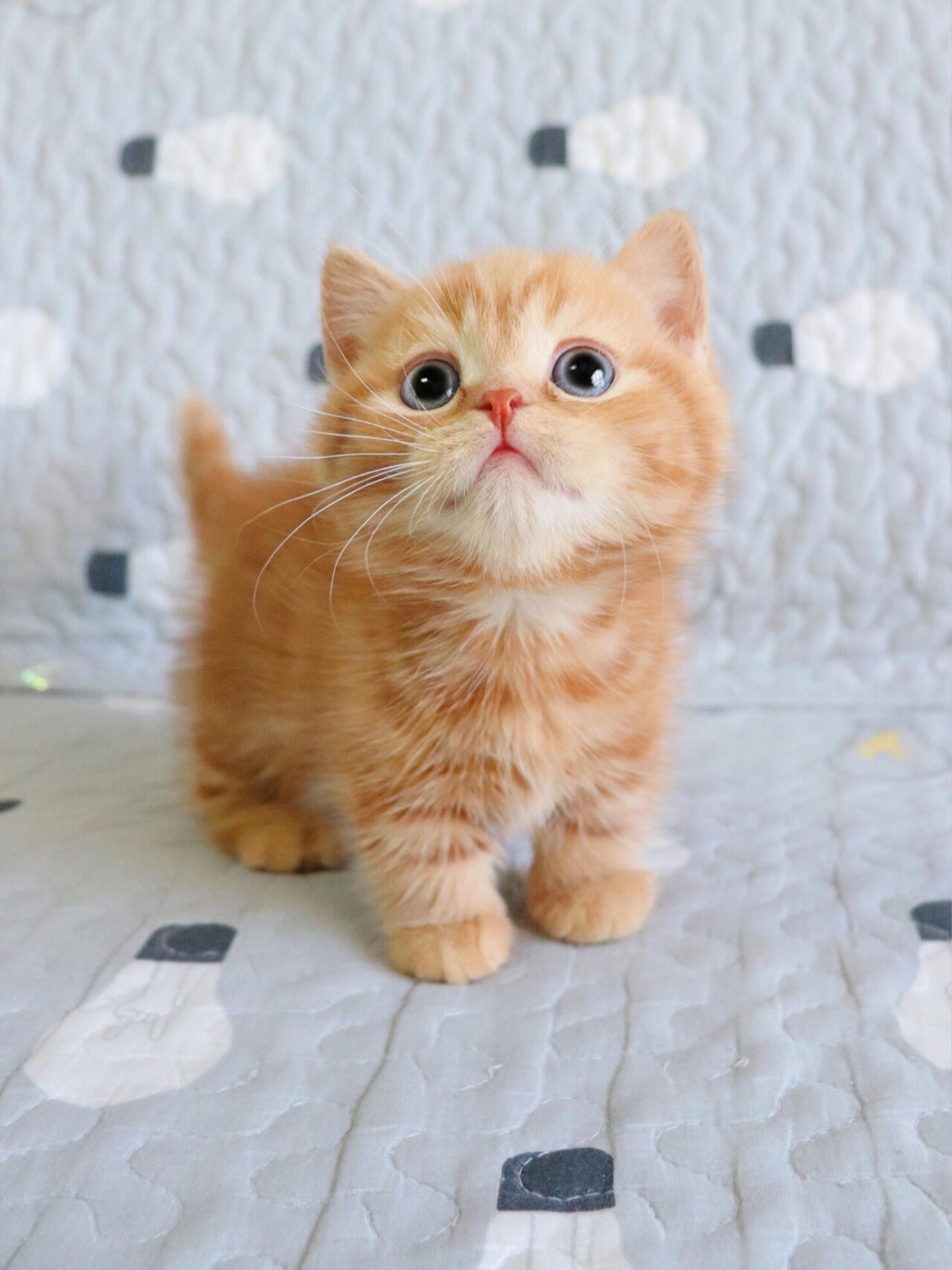 橘猫