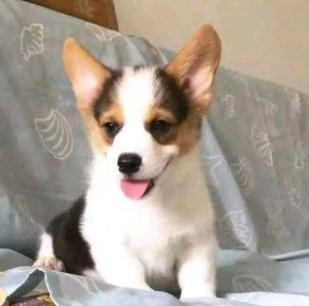 三色柯基犬