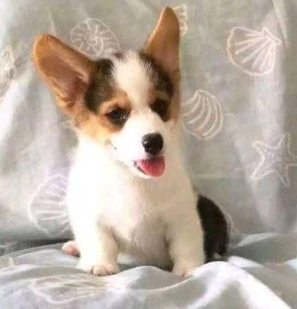 三色柯基犬