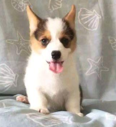 三色柯基犬