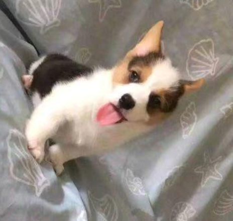 三色柯基犬