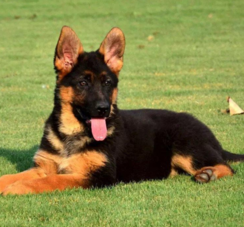 德国牧羊犬