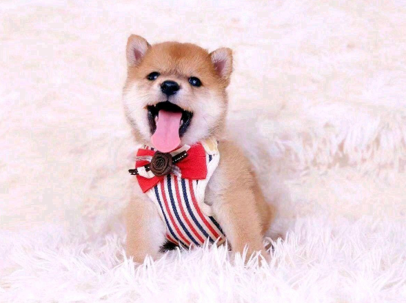 柴犬