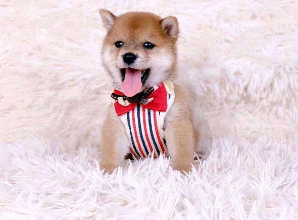 柴犬