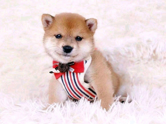 柴犬