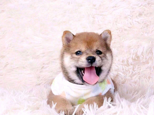 柴犬