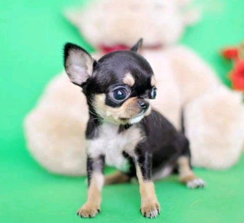 吉娃娃犬