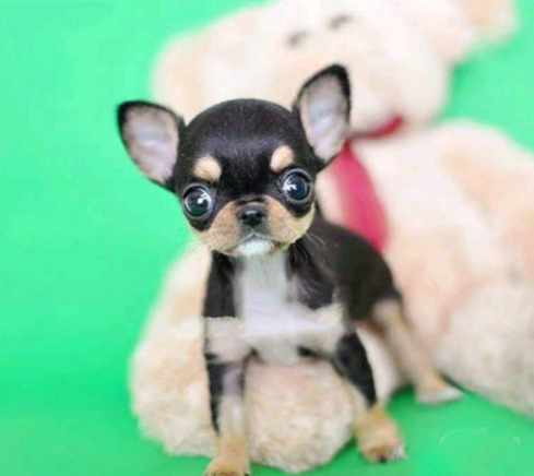 吉娃娃犬