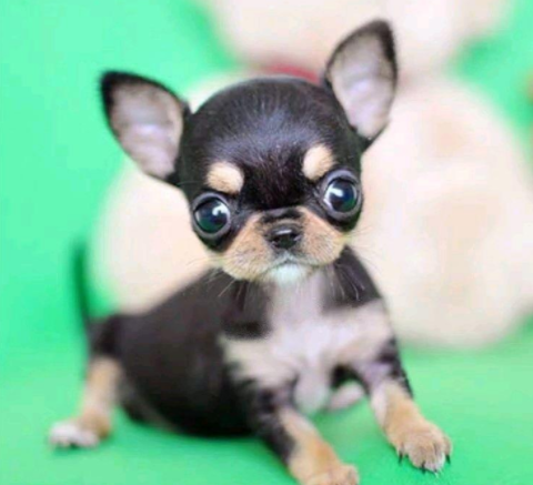 吉娃娃犬