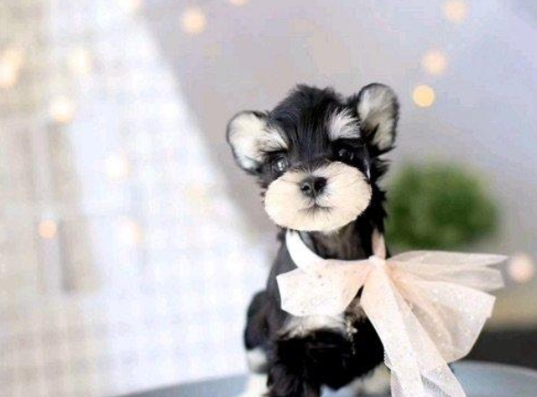 雪纳瑞犬