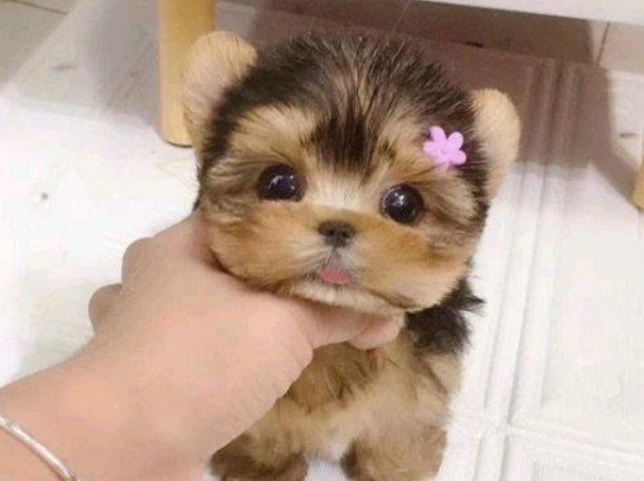 约克夏犬