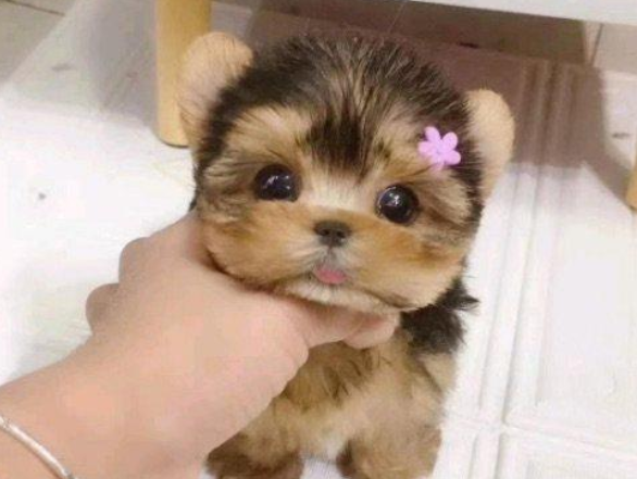约克夏犬