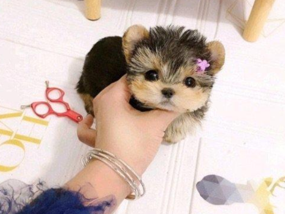 约克夏犬