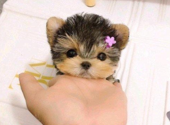 约克夏犬