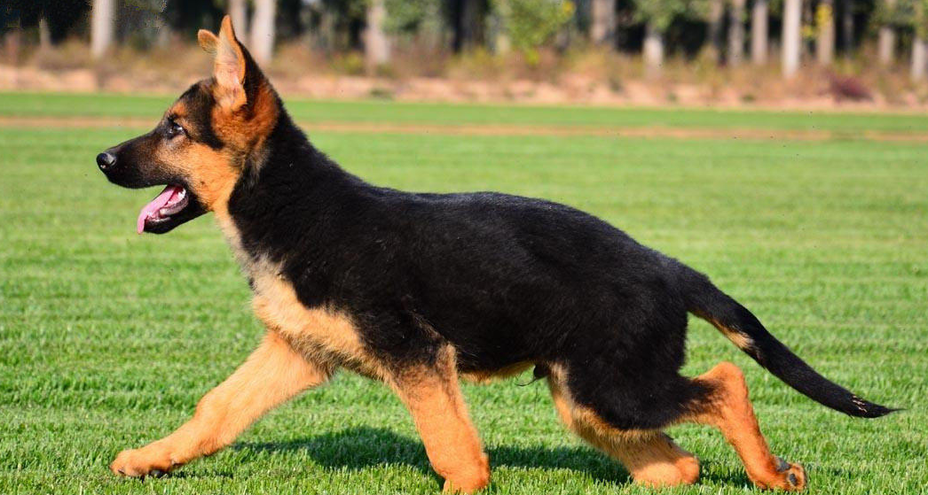 德国牧羊犬