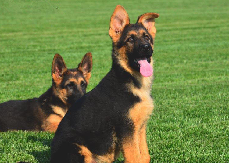 德国牧羊犬