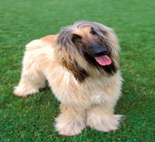 阿富汗猎犬