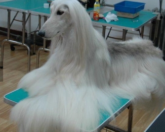 阿富汗猎犬