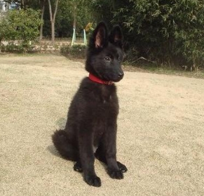 比利时牧羊犬