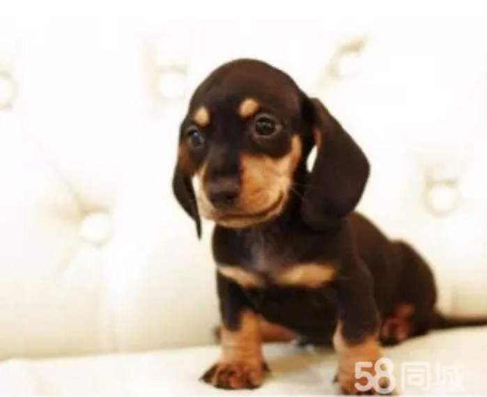 腊肠犬