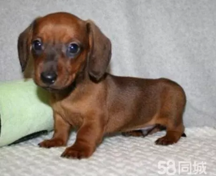 腊肠犬