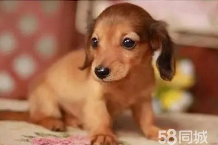 腊肠犬