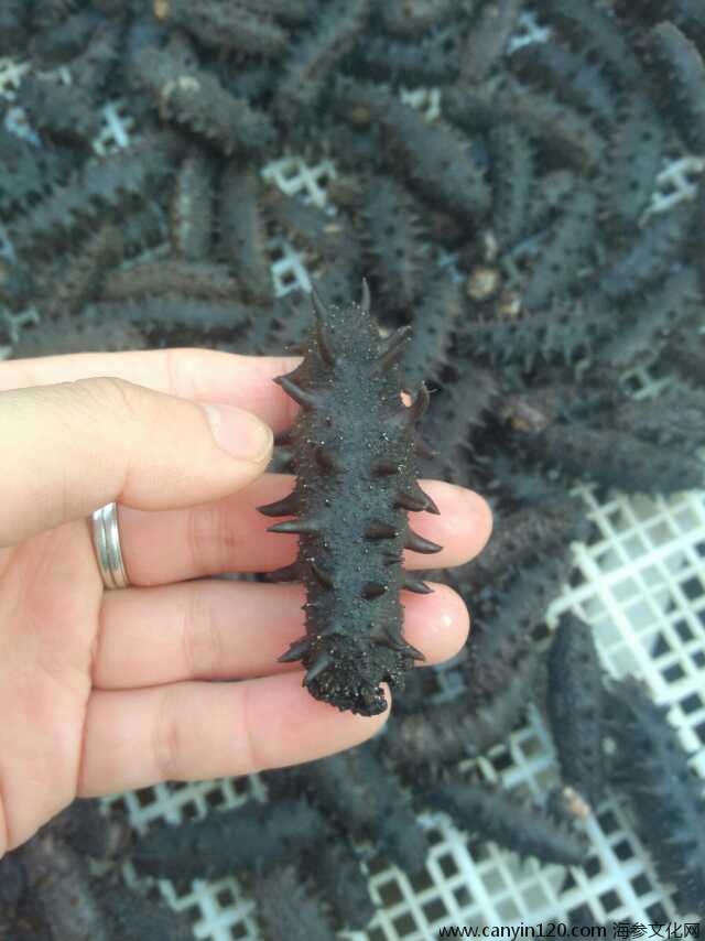 特价胶东海参