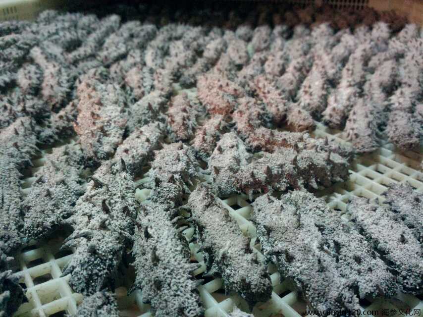 老淡干刺参