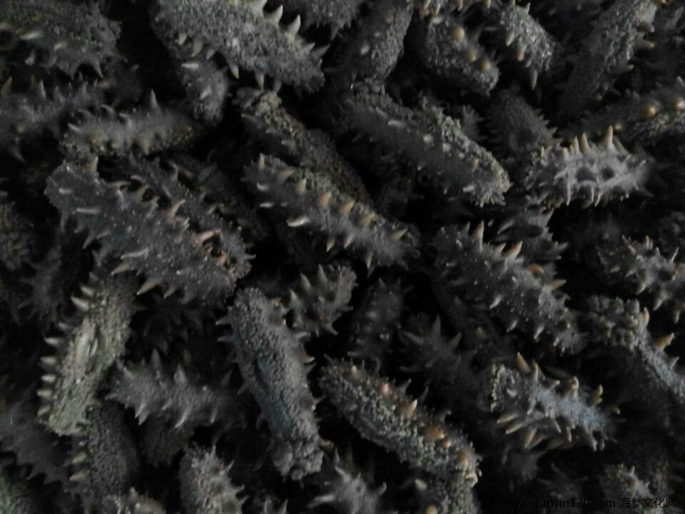 拉缸盐胶东刺参