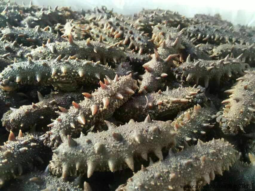 大火候拉缸盐刺参