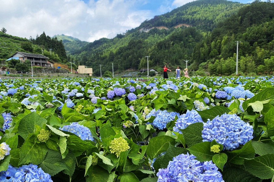闽侯县廷坪乡汶合村良地自然村“绣山花谷”基地吸引游客前来拍照打卡。闽侯县委组织部供图