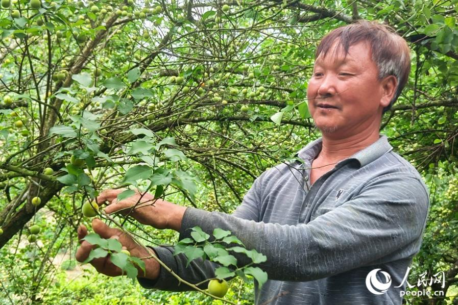 果农正在采收青梅。人民网 杨灏昱摄
