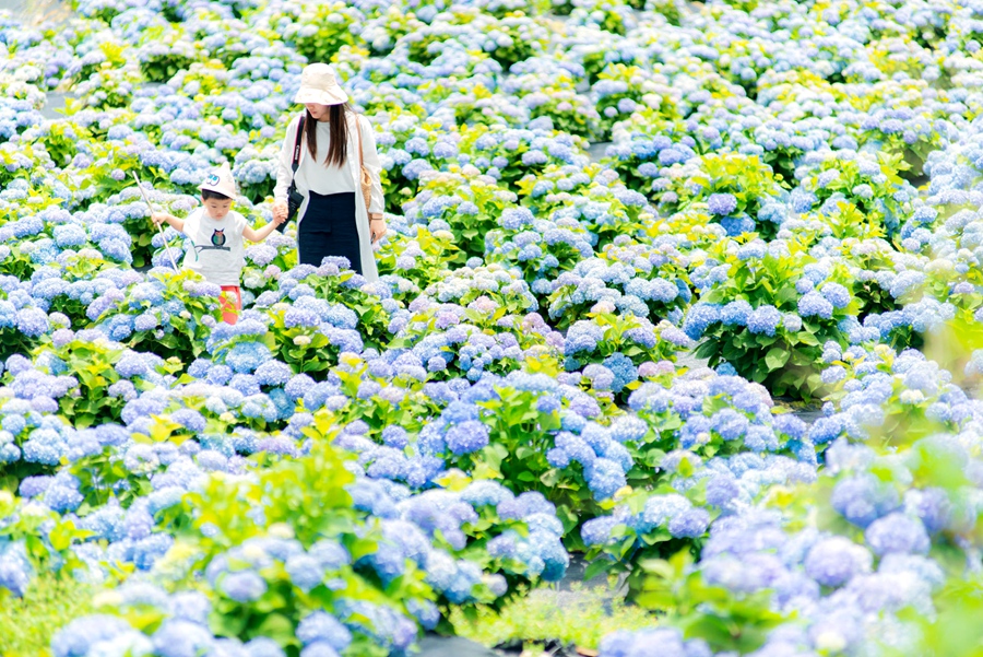 游客徜徉在闽侯县廷坪乡汶合村良地自然村“绣山花谷”基地里的花海中。闽侯县委组织部供图