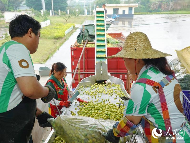 收购点内，工人们忙得热火朝天。人民网 杨灏昱摄