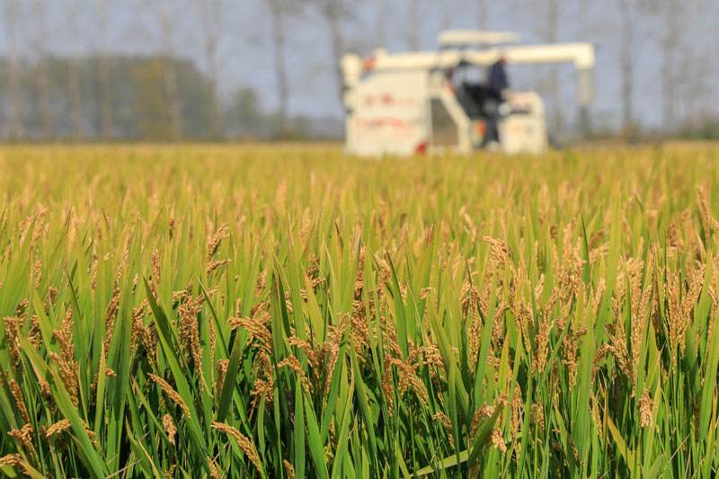 我国粮食进一步支持政策空间变小