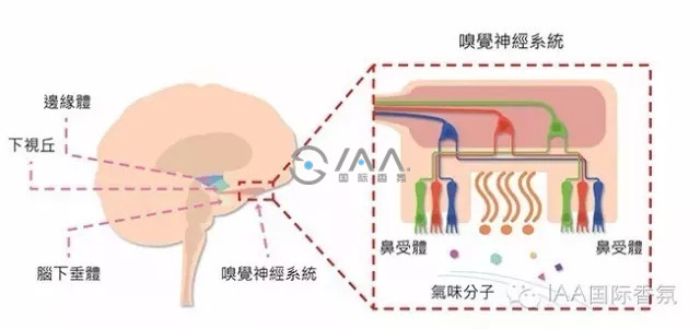 香氛