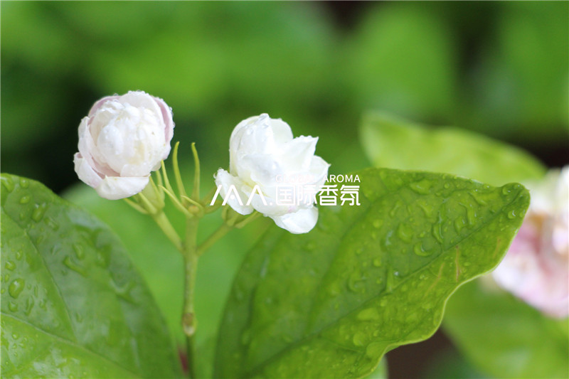 香氛