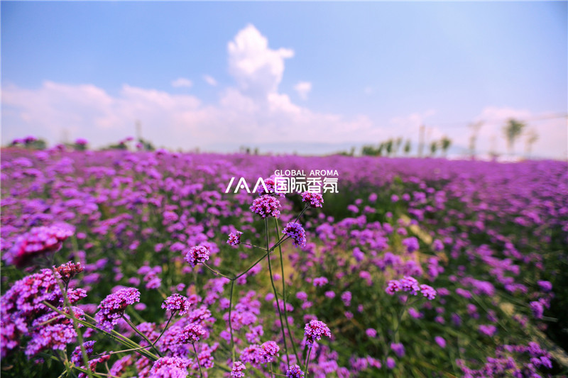香氛