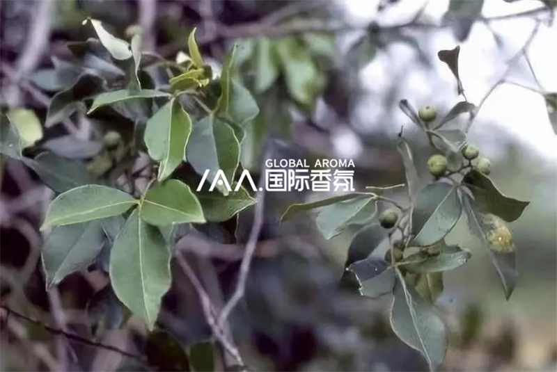 香氛