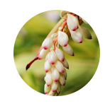 姜花  GARLAND-FLOWER     【香调：花香调】