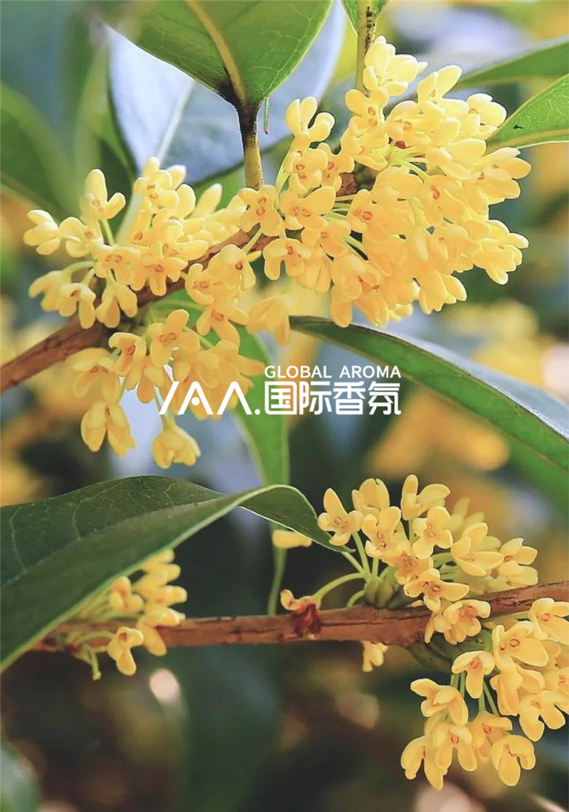 香氛