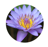 荷香  LOTUS     【香调：花苔香调】