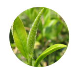 白茶  WHITE TEA 【香调：茶花木香调】