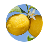 柠檬  LEMON  【香调：单一香型】