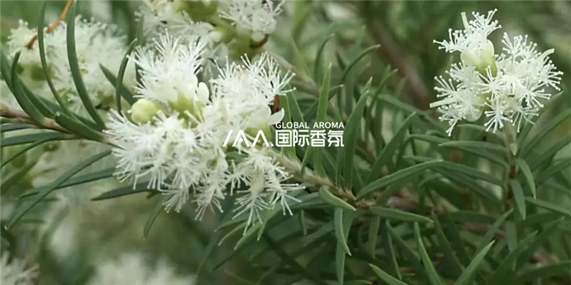 香氛