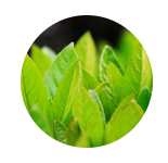 绿茶  GREEN TEA     【香调：清新茶香调】