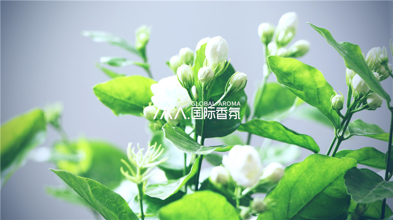 香氛