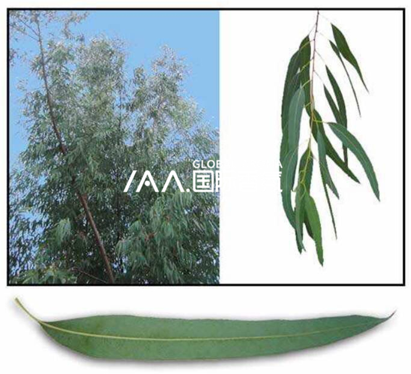 香氛