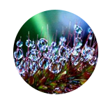 晨露  morning dew      【香调：茶花木香调】